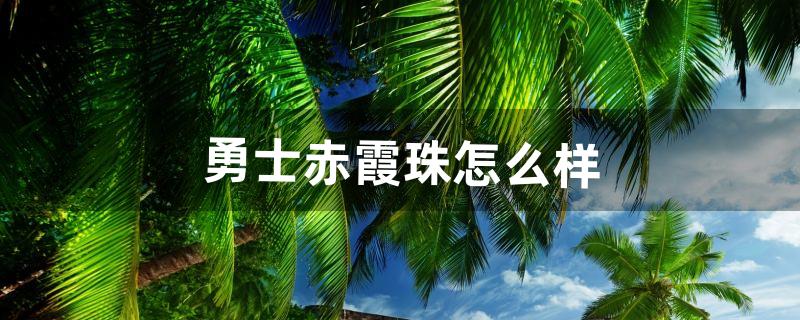 勇士赤霞珠怎么样（赤霞红葡萄酒是甜的吗)