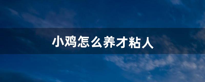 小鸡怎么养才粘人（街上卖的2元一只的小鸡怎么养)