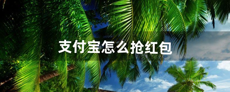 支付宝怎么抢红包（支付宝红包码图片)