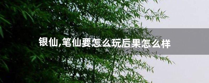 银仙,笔仙要怎么玩后果怎么样(笔仙的使用技巧)